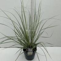 Dwergpampasgras (Cortaderia selloana "Mini Silverpampas") siergras - In 5 liter pot - 1 stuks - thumbnail