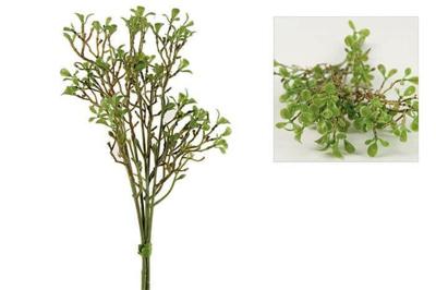 Centaurea jacea Chasita groen