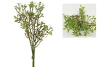 Centaurea jacea Chasita groen - thumbnail