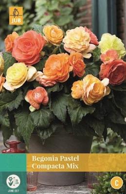 Begonia Pastel Compacta Mix gemengd 3 bloembollen Begonia JUB - Jub