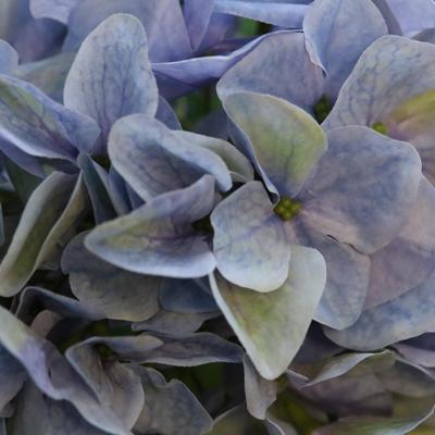 Hortensia Kunstbloem N 67cm Blauw