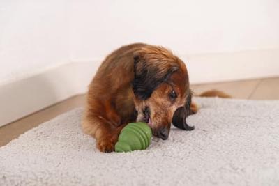 Beeztees Sumo Play S Groen