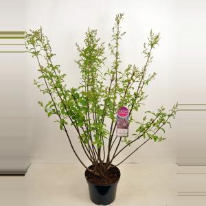 Sering (syringa villosae "Lark Song") - 50-70 cm - 1 stuks