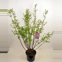 Sering (syringa villosae "Lark Song") - 50-70 cm - 1 stuks - thumbnail