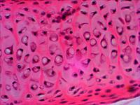 Levenhuk 29277 Microscoop objectdrager Microscoop objectdrager - thumbnail