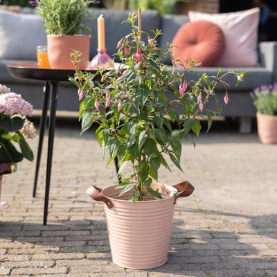 Fuchsia - Bellenplant - P17 Fuchsia - Bellenplant - P17