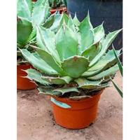 Agave titanova S kamerplant - thumbnail