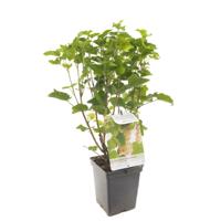 Ribes rubrum Witte bes - Fruithof - thumbnail