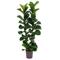 Ficus lyrata bambino 2pp hydrocultuur plant - thumbnail