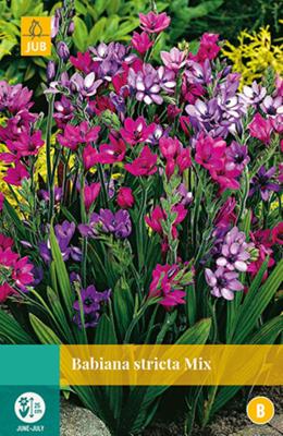 Babiana Stricta Mix Bloembol JUB 10 bollen - Jub