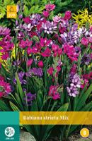 Babiana Stricta Mix Bloembol JUB 10 bollen - Jub - thumbnail