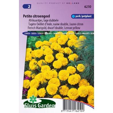 Tagetes Patula zaden Petite Yellow afrikaantje Tagetes Patula zaden Petite Yellow afrikaantje