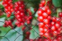 Nature tuinnet primo zwart 5x3 meter - thumbnail