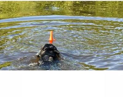 Dog Comets Bobber Orange "Lighthouse" Dog Comets Bobber Orange "Lighthouse"