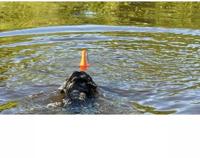 Dog Comets Bobber Orange "Lighthouse" - thumbnail