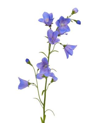 Campanula Klokjesbloem 8 bloemen & 5 knop 16 plastic blaadjes 66 cm kunstbloem Top Art - Top art