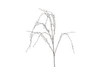 Countryfield betula 132 cm bruin - thumbnail