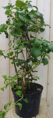 Hortensia Klimhortensia Hydrangea Hortensia Warentuin Natuurlijk - Warentuin natuurlijk