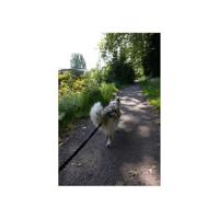 Hondentreklijn - INTENSIA - 1,9 m - Dubbele handgreep - thumbnail