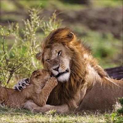 Big Cats Kalender 2026 Big Cats Kalender 2026