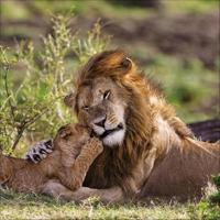 Big Cats Kalender 2026 - thumbnail