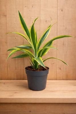 Drakenbloedboom Dracaena Fragrans Lemon Lime/Geel-groen H40-60 cm potmaat 17 cm 1 stam kamerplant Warentuin Natuurlijk - Warentuin natuurlijk