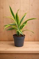 Drakenbloedboom Dracaena Fragrans Lemon Lime/Geel-groen H40-60 cm potmaat 17 cm 1 stam kamerplant Warentuin Natuurlijk - Warentuin natuurlijk - thumbnail