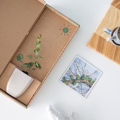 Acacia Pravissima - Brievenbusboompje