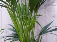 Kentiapalm Howea Forsteriana kamerplant potmaat 26 cm H180-200 cm Warentuin Natuurlijk - Warentuin natuurlijk - thumbnail