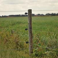 Gallagher Schroef-ringisolator BS hout super (25) - 009008 009008 - thumbnail