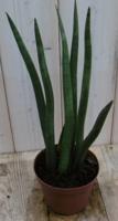 Kirkii Vrouwentong Sansevieria 50 cm kamerplant Dracaena Warentuin Natuurlijk - Warentuin natuurlijk - thumbnail