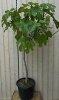 Vijg stamboom 150 cm 70 cm stam Ficus Warentuin Natuurlijk - Warentuin natuurlijk - thumbnail