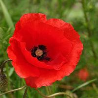 Papaver Orientale zaden Oosterse rode Klaproos - thumbnail