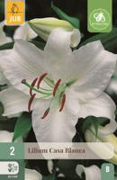 Lilium casa blanca 2st bloembol zomer Lelie JUB - Jub - thumbnail