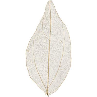 Creativ Company Skeleton leaves naturel gedroogde bladeren, 20st.
