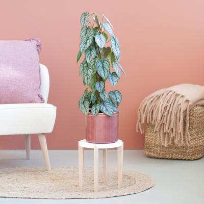 Philodendron Brandtianum - P17 Philodendron Brandtianum - P17