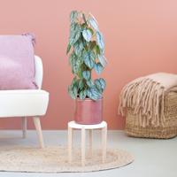 Philodendron Brandtianum - P17 - thumbnail