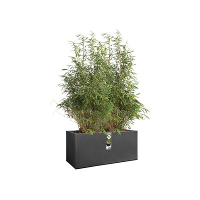 Elho bak vivo structuur - 90cm zwart Elho bak vivo structuur - 90cm zwart