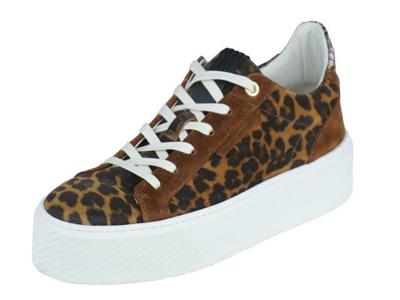 Floris Van Bommel Winni 01.10 Floris Van Bommel Winni 01.10