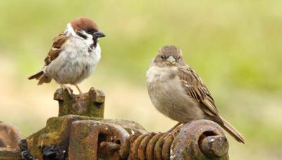 Mussen 130x70cm Tuinschilderij Customize-it - Customize it Mussen 130x70cm Tuinschilderij Customize-it - Customize it