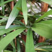 Raphis kunstpalm deluxe 160cm - FR - brandvertragend - thumbnail