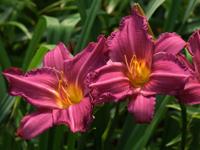 Daglelie - thumbnail