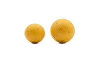 Korda Plastic Wafter Essential Cell 18mm - thumbnail