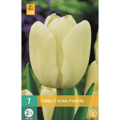 Tulp creme fraiche 7 bollen Tulp creme fraiche 7 bollen