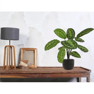 Calathea Roseopicta Kunstplant 50cm