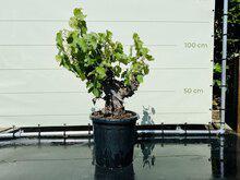 Druivenboom - Op oude stam