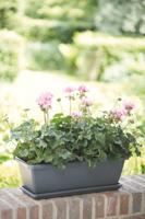 Elho Barcelona trough balkonbak 50 antraciet - thumbnail