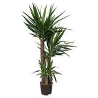 Yucca trio hydrocultuur plant - thumbnail