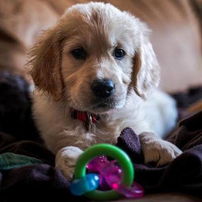 NYLABONE PUPPY CHEW BIJTRING SPEEN / BOT PUPPYSPEELGOED TOT 7 KG - thumbnail
