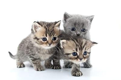 Espree kitten shampoo